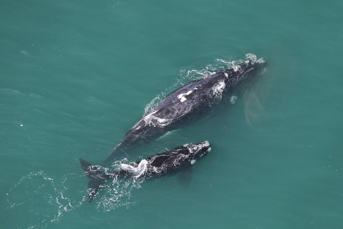Southern right whale survey 2019 low numbers, concerning?