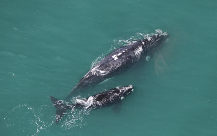 Southern right whale survey 2019 low numbers, concerning?