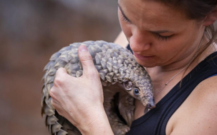 Pangolins in Peril - Will they go extinct before most know they exist?