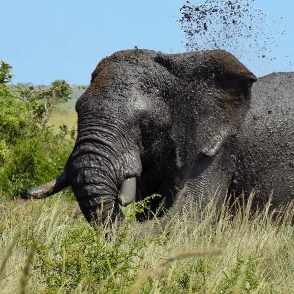 African Elephant Mud Bath