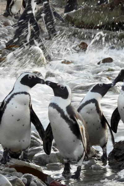 Penguin Shower