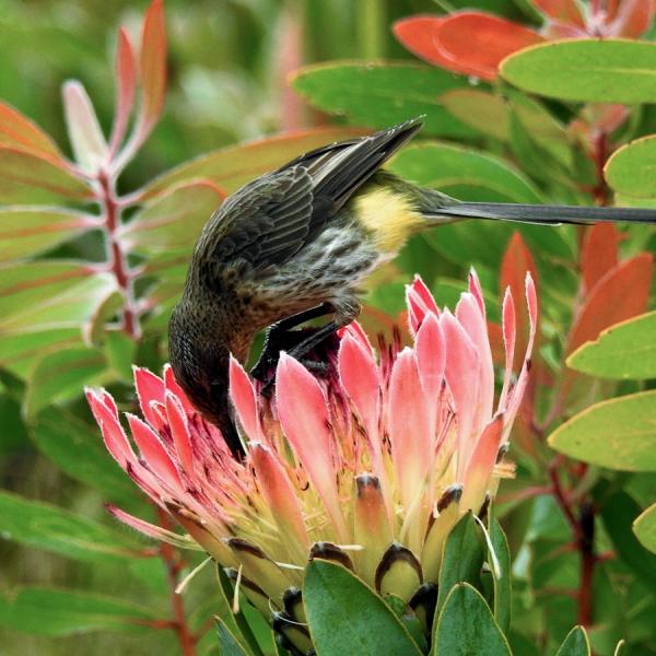 Cape Sugarbird Feeding