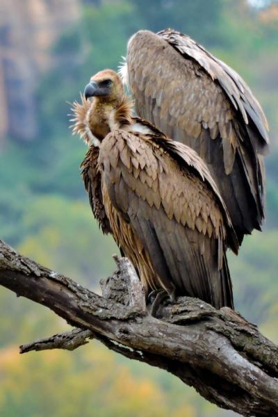 Vulture